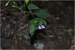 Asystasia dalzelliana